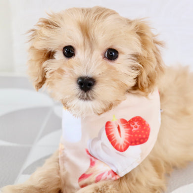 Jeremy - Available Now