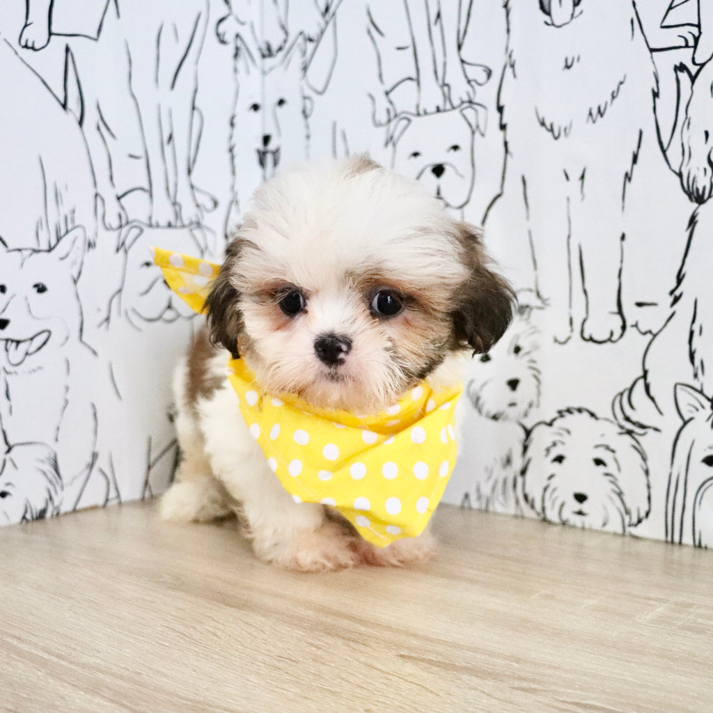 Chester - Available Now