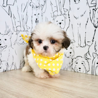 Chester - Available Now