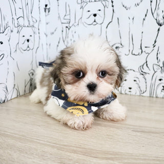 Carlton - Available Now