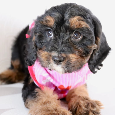 Athena *PRE-TRAINED* - Available Now