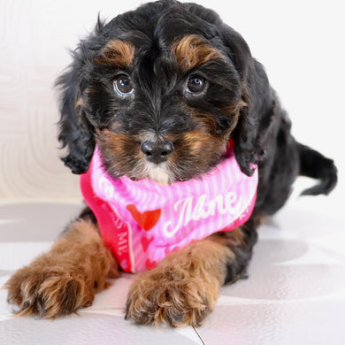 Athena *PRE-TRAINED* - Available Now