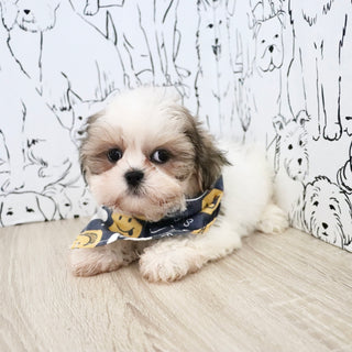Carlton - Available Now
