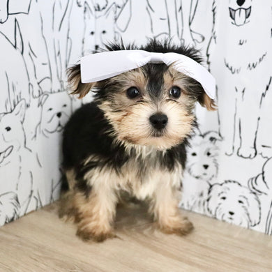 Evie - Available Now