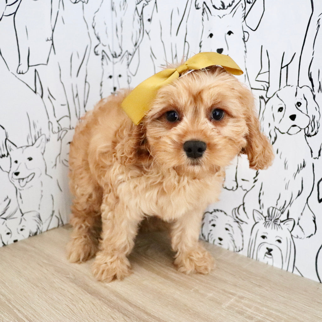 Pippa - Available Now