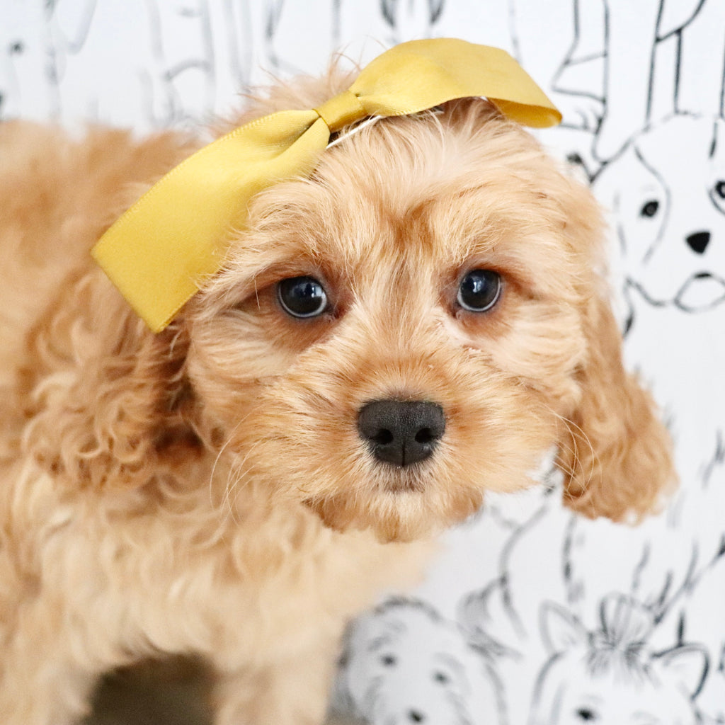 Pippa - Available Now