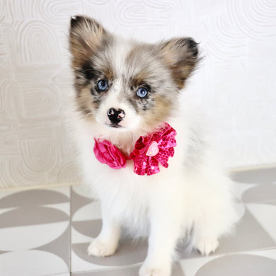 Diana - Available Now