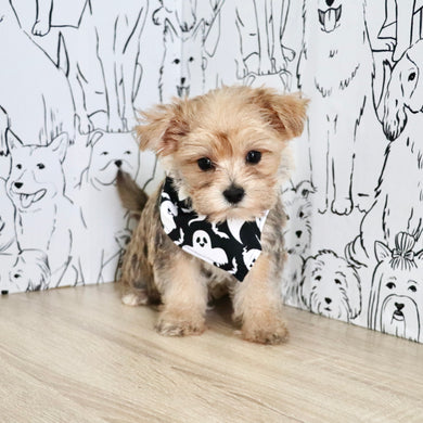 Lincoln - Available Now