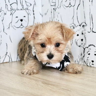 Lincoln - Available Now