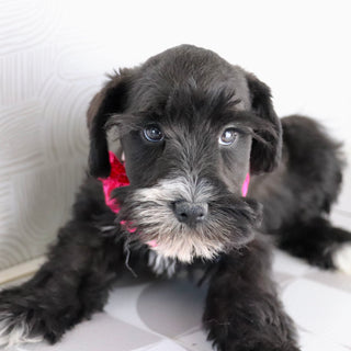 Snowflake - Available Now