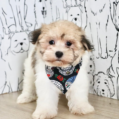 Paisley - Available Now