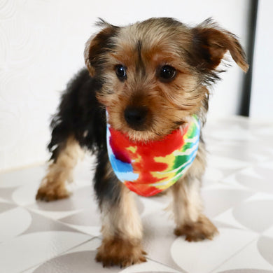 Barden - Available Now