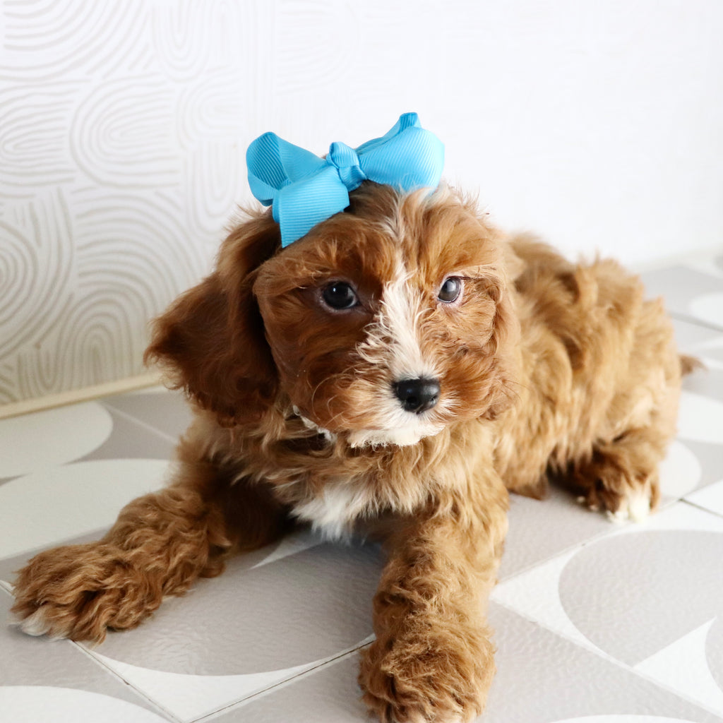 Valerie - Available Now