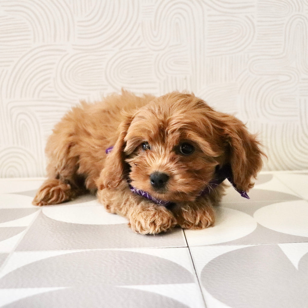 Cleo - Available Now