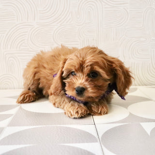 Cleo - Available Now