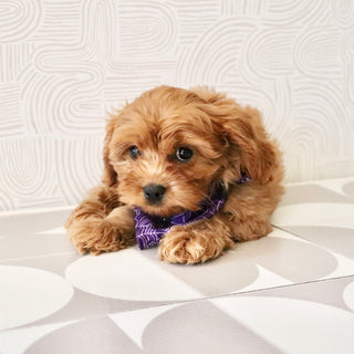 Cleo - Available Now