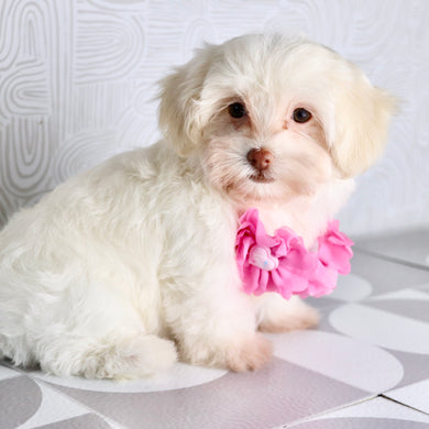 Shelley - Available Now