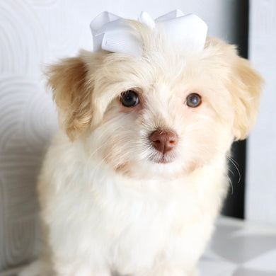 Ornament - Available Now