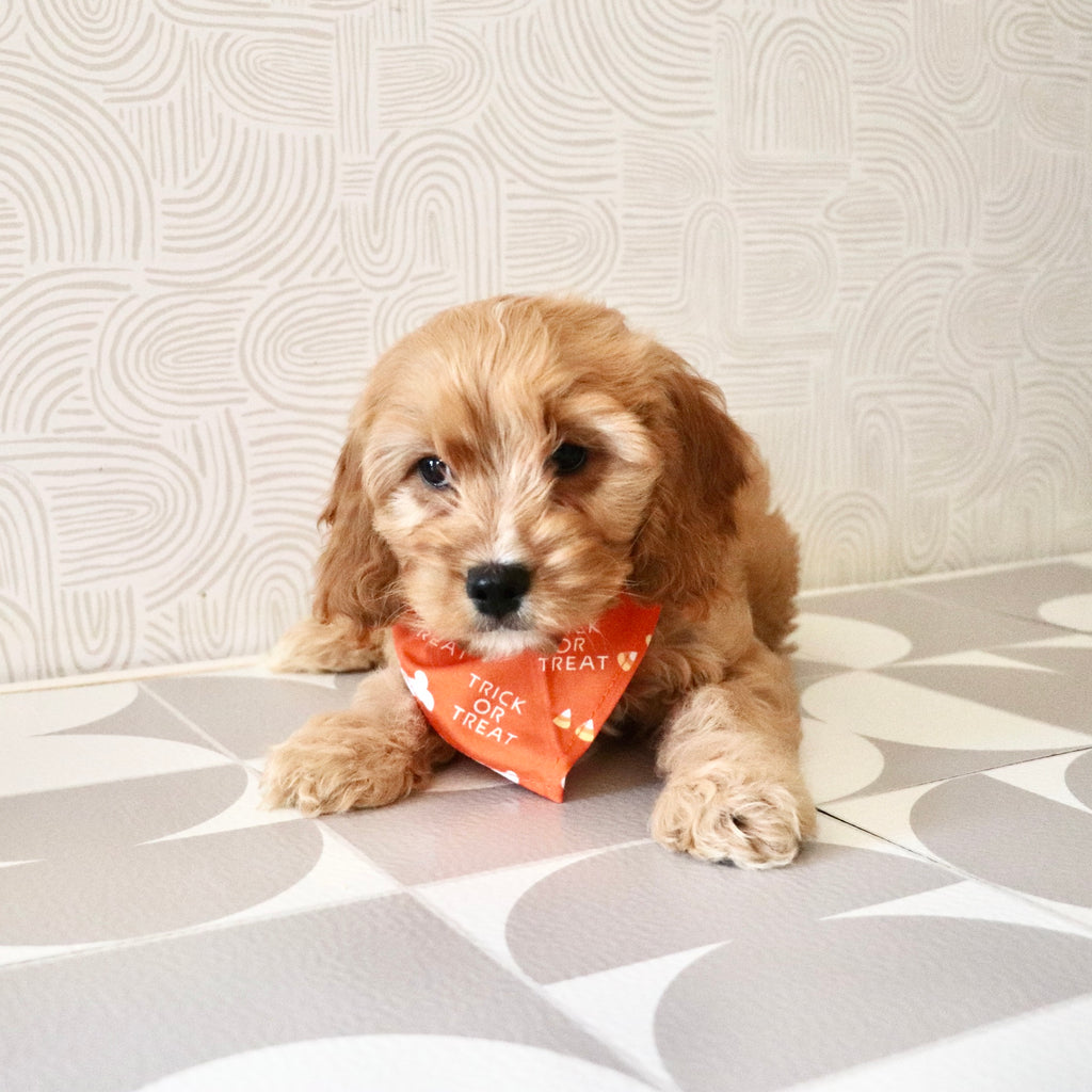 Choco - Available Now