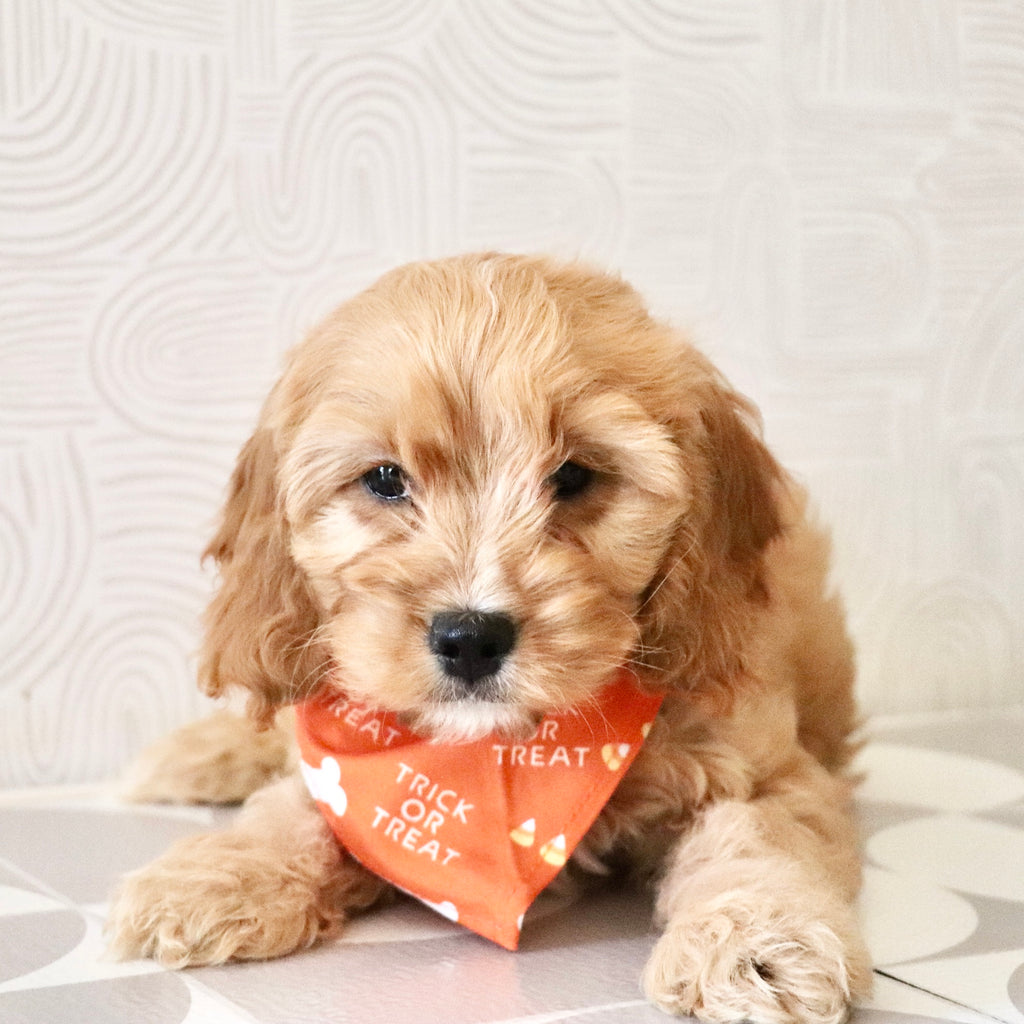 Choco - Available Now