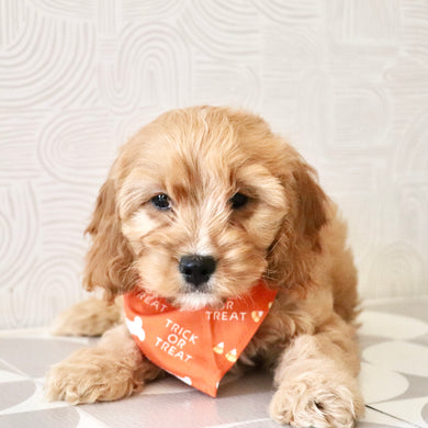 Choco - Available Now