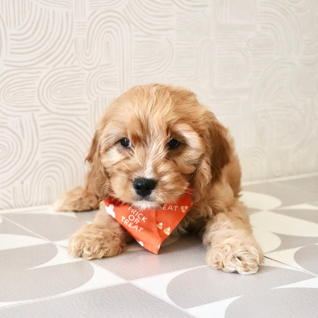 Choco - Available Now