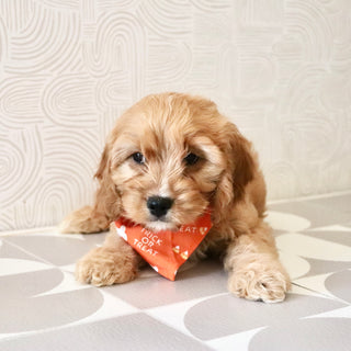 Choco - Available Now