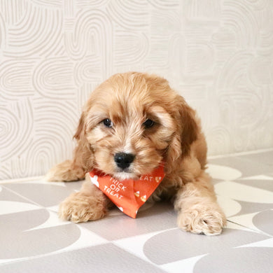 Choco - Available Now