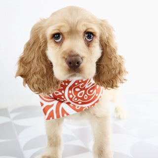 Brody - Available Now