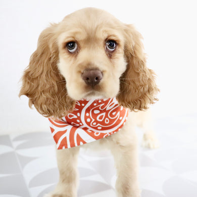 Brody - Available Now