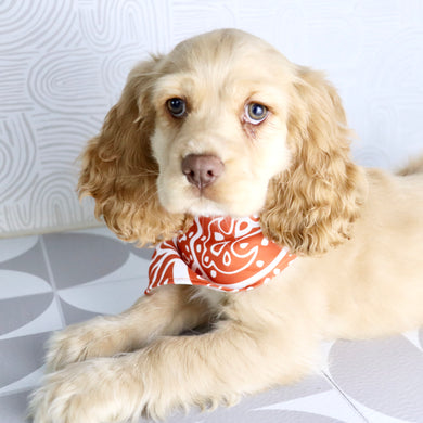 Brody - Available Now