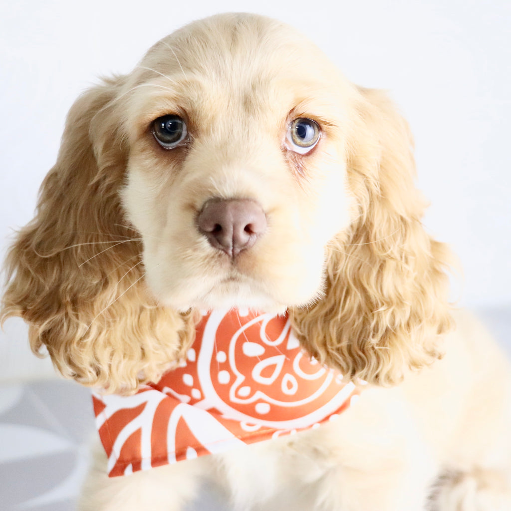 Brody - Available Now