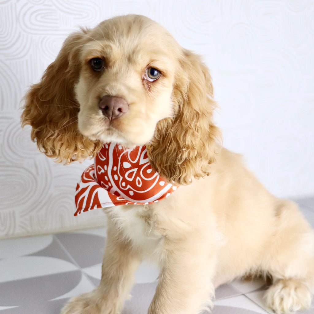 Brody - Available Now