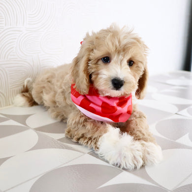 Everest - Available Now