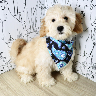 Tyson - Available Now
