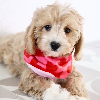 Everest - Available Now