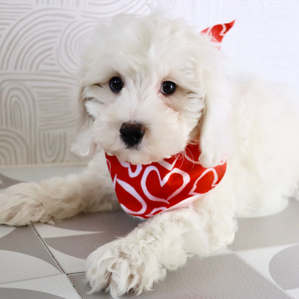 Joey - Available Now