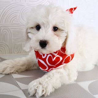 Joey - Available Now