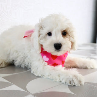 Emmitt - Available Now