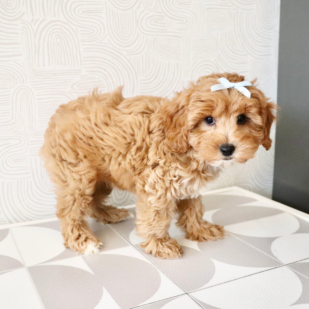 Gretel - Available Now