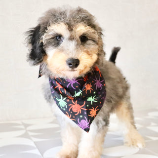 Dexter - Available Now