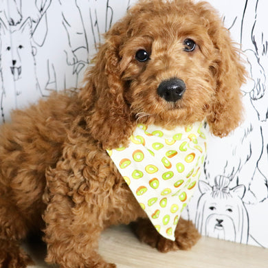 Stanley - Available Now
