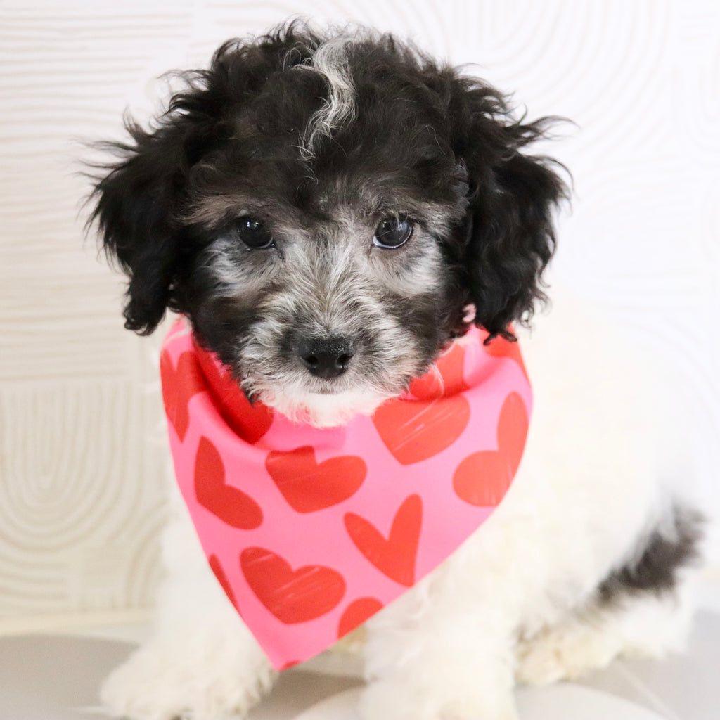 Teddy - Available Now