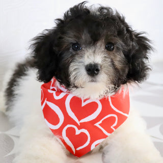 Robin - Available Now