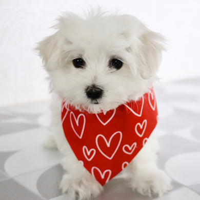 Sennet - Available Now