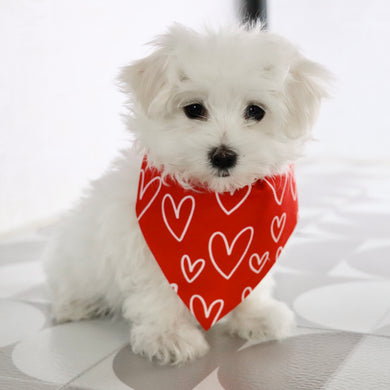 Sennet - Available Now