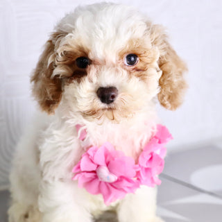 Arianna - Available Now