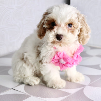 Arianna - Available Now