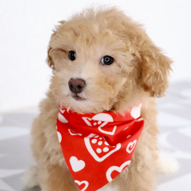 Turtle - Available Now