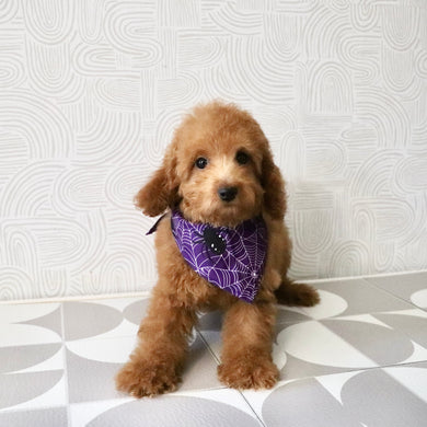 Roxy - Available Now